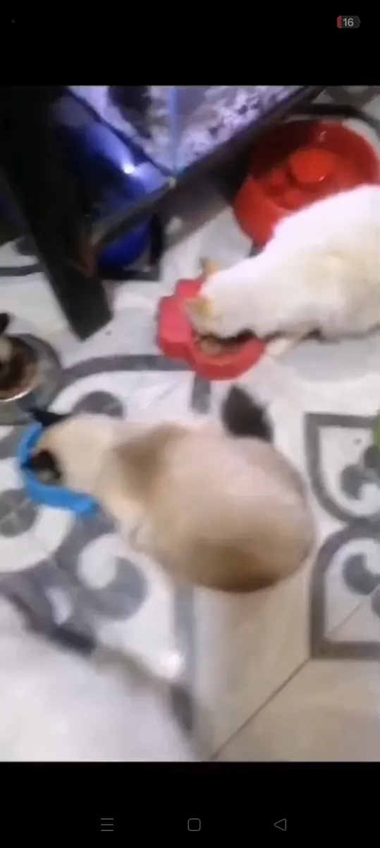Foto 4 de los daños reportados por Patitas Felices
