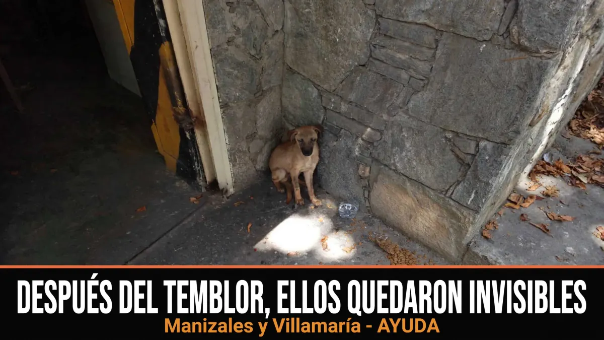 Foto 1 de los daños reportados por Urgente! Rescate mascotas perdidas Manizales y Villamaría