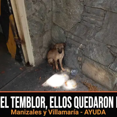 Daños reportados por Urgente! Rescate mascotas perdidas Manizales y Villamaría