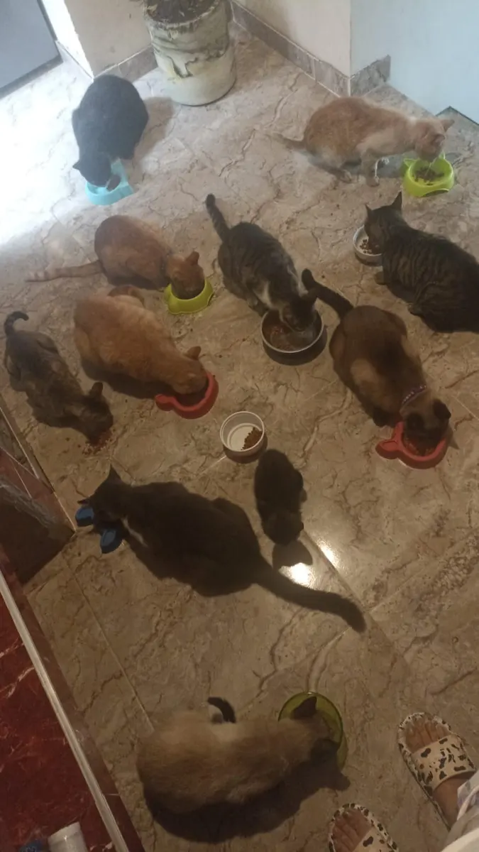 Foto 5 de los daños reportados por Patitas Felices