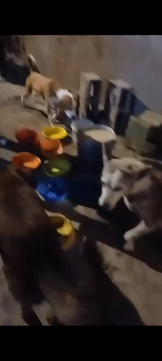 Foto 3 de los daños reportados por Patitas Felices