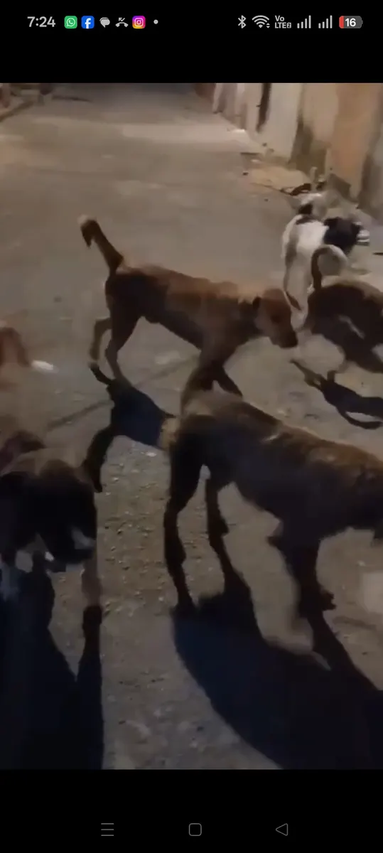 Foto 2 de los daños reportados por Patitas Felices