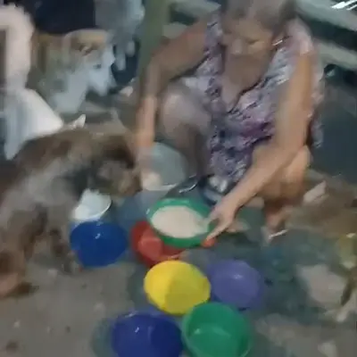 Daños reportados por Patitas Felices